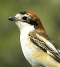 Woodchat Shrike - Lanius senator © Teresa Farino